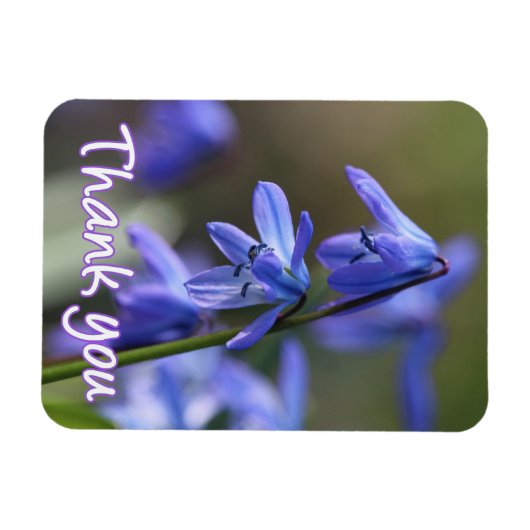 Blue Scilla siberica (Wood Squill) Blume Magnet (Horizontal)