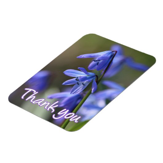 Blue Scilla siberica (Wood Squill) Blume Magnet (Linke Seite)
