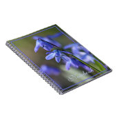 Blue Scilla siberica (Wood Squill) Blume Notizblock (Rechte Seite)