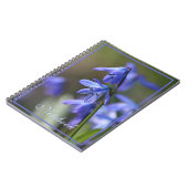 Blue Scilla siberica (Wood Squill) Blume Notizblock (Linke Seite)