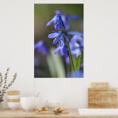 Blue Scilla siberica (Wood Squill) Blume Poster (Küche)