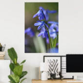 Blue Scilla siberica (Wood Squill) Blume Poster (Heimbüro)
