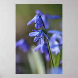 Blue Scilla siberica (Wood Squill) Blume Poster