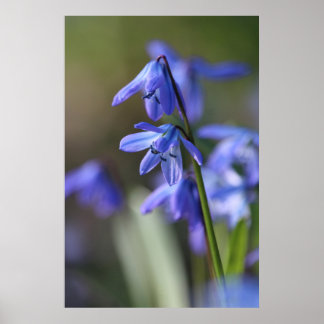 Blue Scilla siberica (Wood Squill) Blume Poster