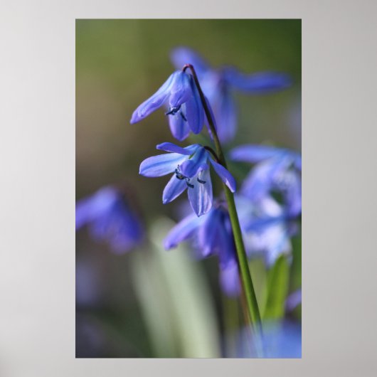 Blue Scilla siberica (Wood Squill) Blume Poster (Vorne)