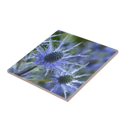 Blue Sea Holly Thistle Fliese (Seite)
