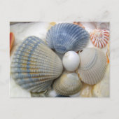 Blue Seashell Fotografie Postkarten (Vorderseite)