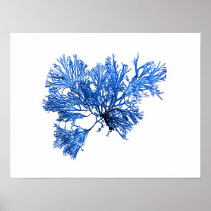 Blue Seaweed #6 42x32cm Lake cottage decor Poster