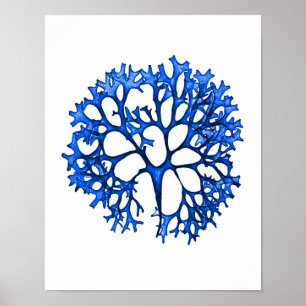 Blue Seaweed Print No. 12 Coastal Botanical Print. Poster