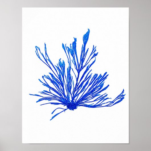Blue Seaweed Print No. 1 Coastal Botanical Print. Poster (Vorne)