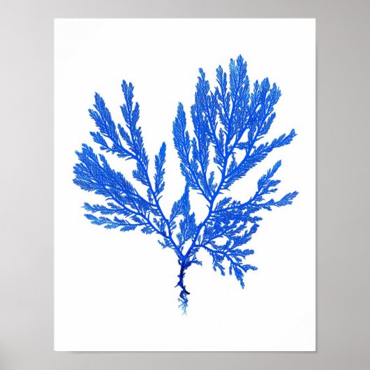 Blue Seaweed Print No. 4 Coastal Botanical Print. Poster (Vorne)