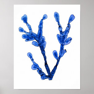 Blue Seaweed Print No. 8 Coastal Botanical Print. Poster