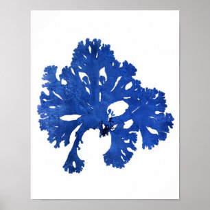 Blue Seaweed Print No. 9 Coastal Botanical Print. Poster