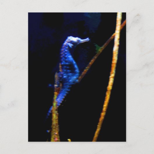 Blue Seepferd CB Postkarte (Vorderseite)