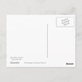 Blue Silky Orchid Postcard Postkarte (Rückseite)