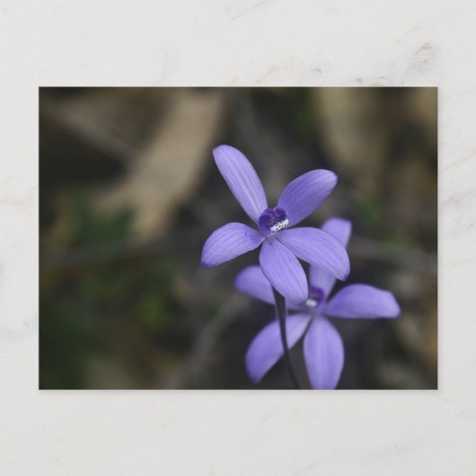 Blue Silky Orchid Postcard Postkarte (Vorderseite)