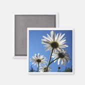 Blue Skies Bloomin Daisies Magnet (Vorderseite/Rückseite)