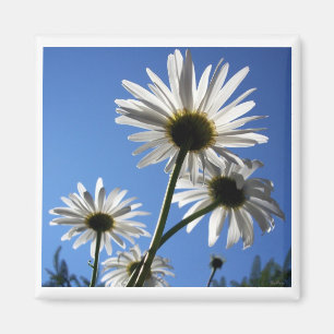Blue Skies Bloomin Daisies Magnet