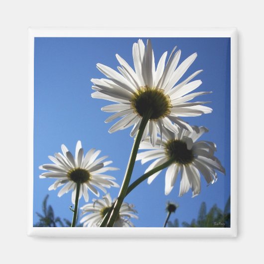 Blue Skies Bloomin Daisies Magnet (Vorne)