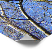 Blue Sky , Bäume im Winter Poster (Ecke)