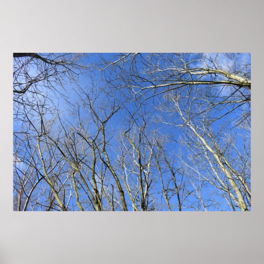 Blue Sky , Bäume im Winter Poster (Vorne)