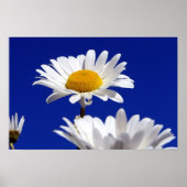 Blue Sky Daisies Poster (Vorne)