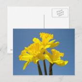 Blue Sky Postkarten Gelbe Daffodische Blume Blauer (Vorne/Hinten)