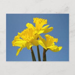 Blue Sky Postkarten Gelbe Daffodische Blume Blauer
