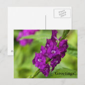 Blue Snakeweed Postcard Postkarte (Vorne/Hinten)