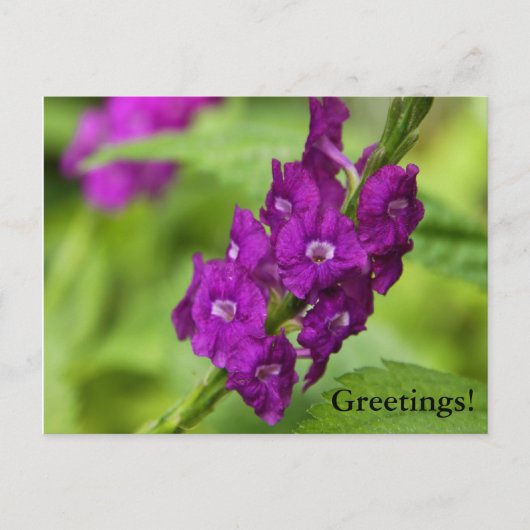 Blue Snakeweed Postcard Postkarte (Vorderseite)
