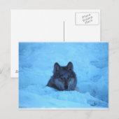 Blue Snow Timber Wolf Postcard Postkarte (Vorne/Hinten)