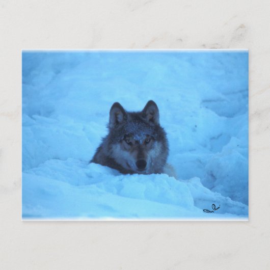 Blue Snow Timber Wolf Postcard Postkarte (Vorderseite)