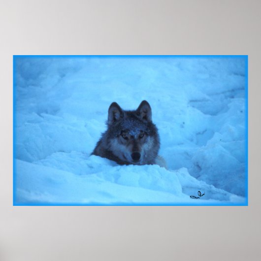 Blue Snow Timer Wolf Print Poster (Vorne)