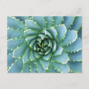 Blue Spiral Aloe Post Card Postkarte