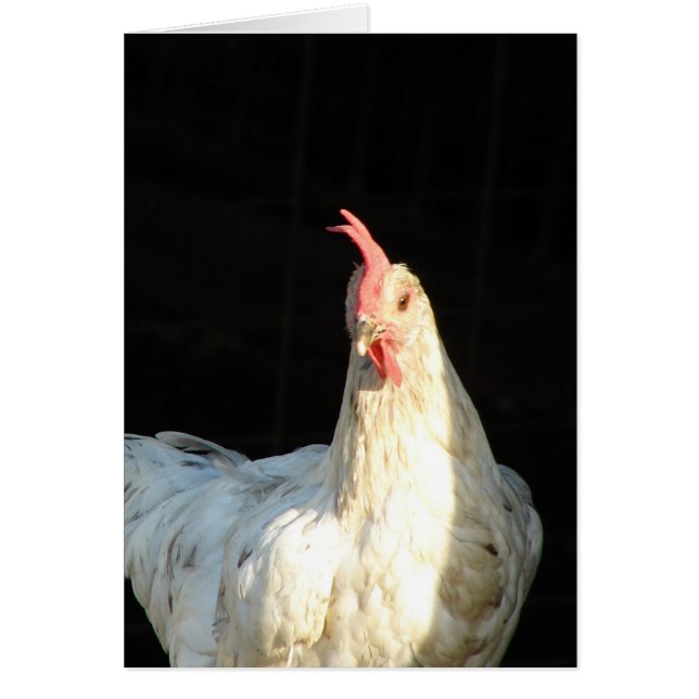 Blue Splash Hen (Vorne)