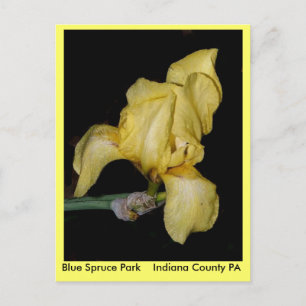 Blue Spruce Park Indiana Landkreis PA Postkarte
