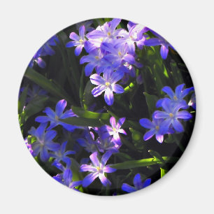Blue Squill Spring Flowers Magnet