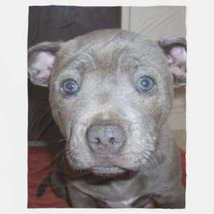 Blue Staffordshire Bull Terrier Puppy Fleecedecke