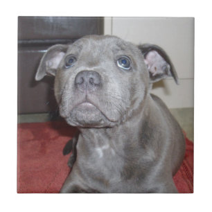 Blue Staffordshire Bull Terrier Puppy Fliese