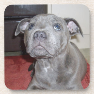 Blue Staffordshire Bull Terrier Puppy Getränkeuntersetzer