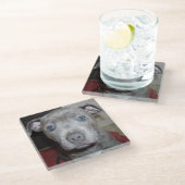 Blue Staffordshire Bull Terrier Puppy Glasuntersetzer (Schrägansicht)