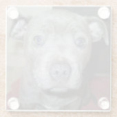 Blue Staffordshire Bull Terrier Puppy Glasuntersetzer (Rückseite)