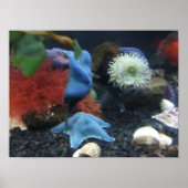 Blue Starfish Poster (Vorne)
