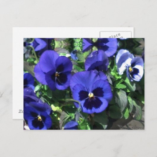 Blue Stiefmütterchen 2013 Postkarte (Vorne/Hinten)