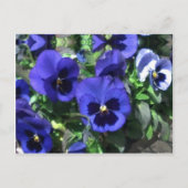 Blue Stiefmütterchen 2013 Postkarte (Vorderseite)