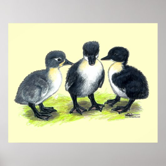 Blue Swedish Ducklings Poster (Vorne)