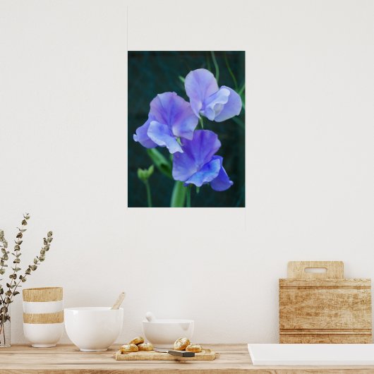 Blue Sweet Pea Blume Poster (Küche)