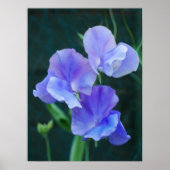 Blue Sweet Pea Blume Poster (Vorne)