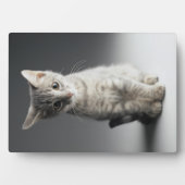 Blue Tabby Kitten Fotoplatte (Vorderseite)