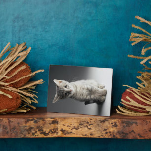 Blue Tabby Kitten Fotoplatte